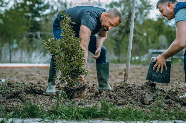 Best Tree Risk Assessment  in San Rafael, NM
